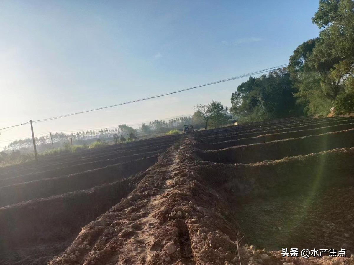 牛蛙肠胃炎图,牛蛙肠胃炎吃什么药