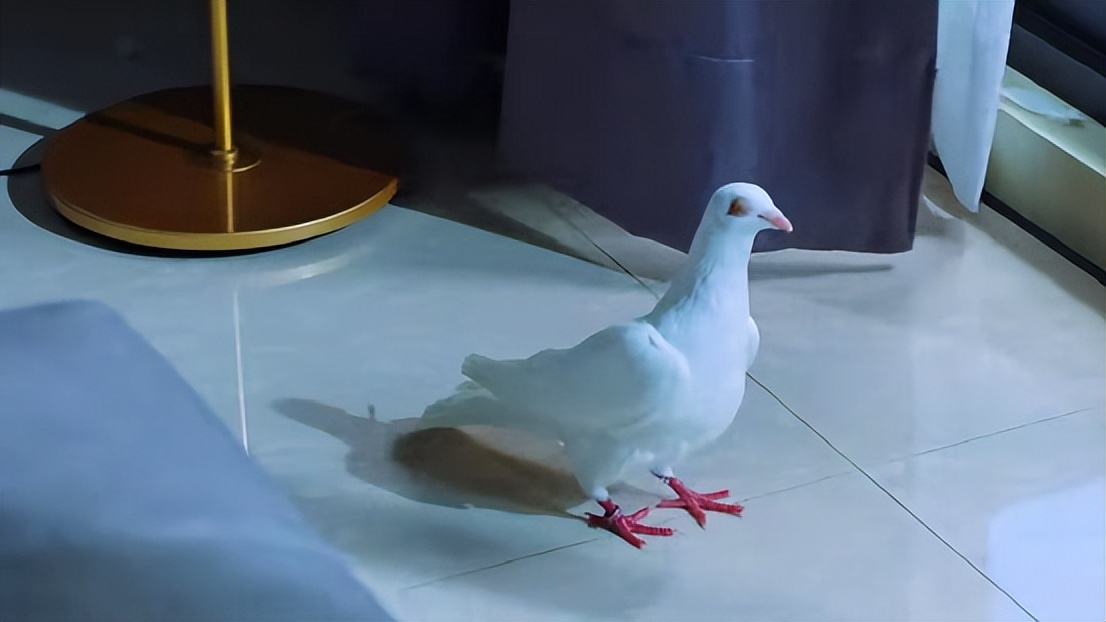 十部9.0高分台剧,评分高的达到8.5的剧