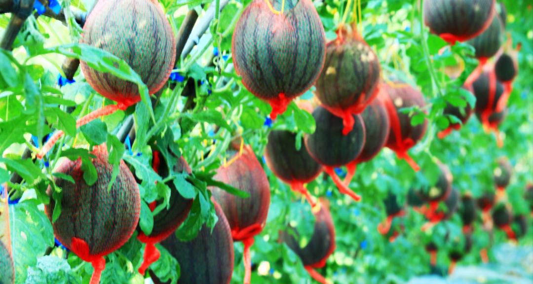 端午假期光明活动超精彩！音乐live、摘荔枝、包粽子……等你解锁！