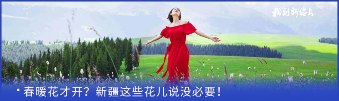 入疆旅游攻略,环疆旅游攻略大全