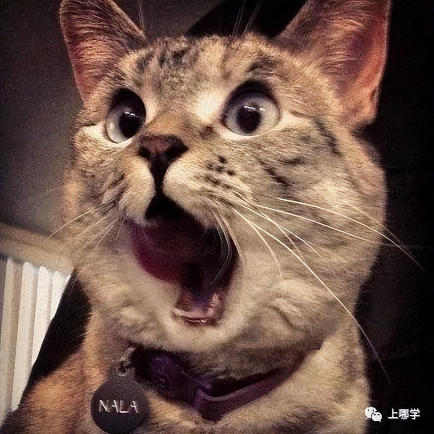 上实西校招聘,上实学校最新通知