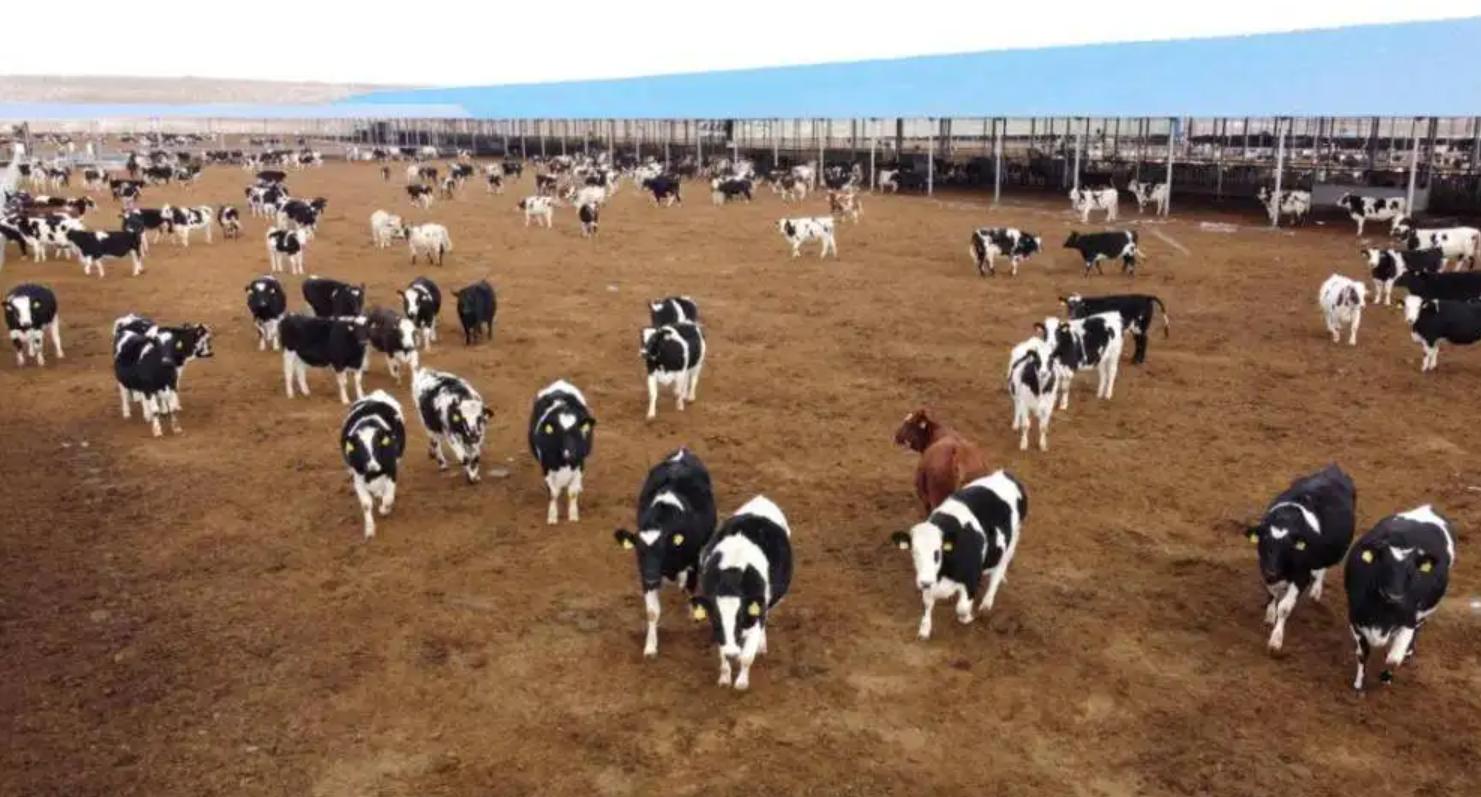 2006年,日本人在山东租1500亩地,却闲置5年不种庄稼,意欲何为