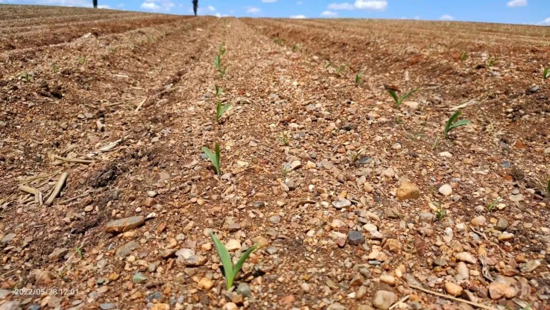 东北黑土退化的原因及措施,东北黑土退化的原因及治理措施