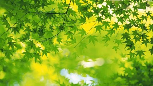 兴趣是最好的老师作文记叙文,兴趣是最好的老师高中作文800字