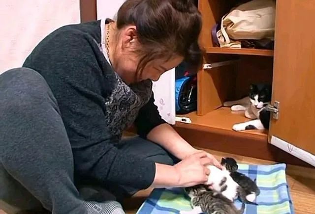 一只小流浪猫一直在小区门口,门口突然来了一只猫不停的叫