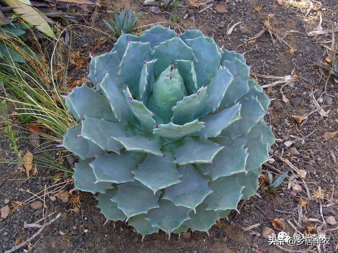 龙舌兰难养的品种,金边龙舌兰品种大全