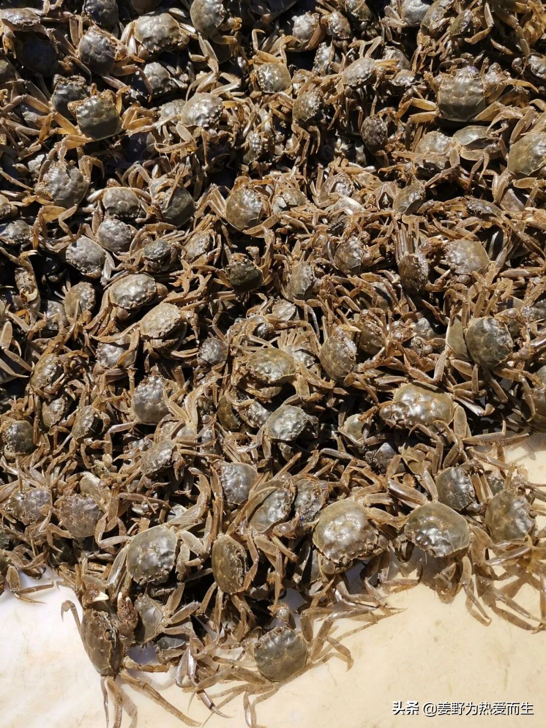 螃蟹怎么养才认人,养螃蟹的十大忌讳