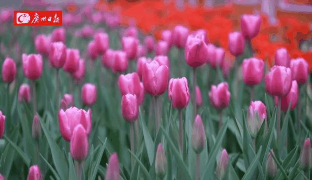 2024春节广州游玩攻略大全,过年游广州超详细攻略发布