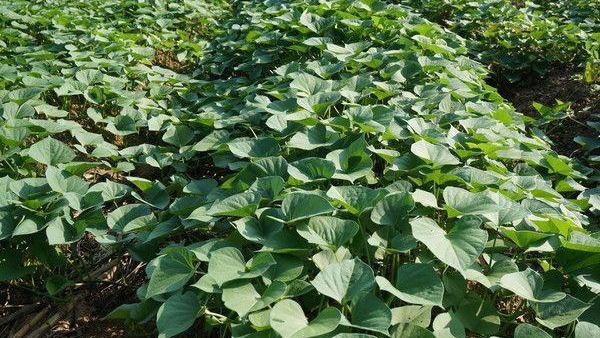 小满将至，新手在家，这6种菜放心种，易种活还不用打农药！