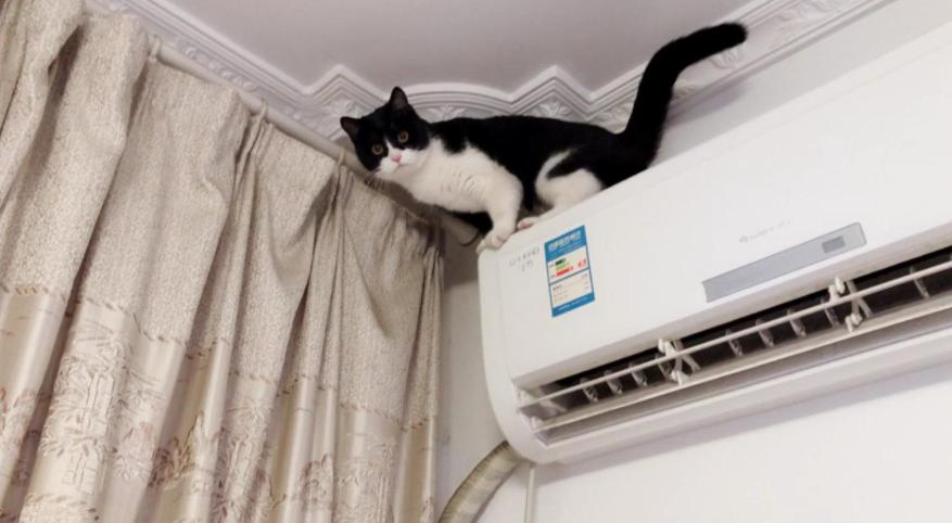 猫咪可以吹空调,猫咪可以吹暖气吗