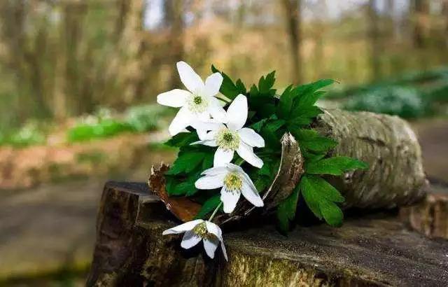 如果老公去世了，“你”会选择怎样度过余生？