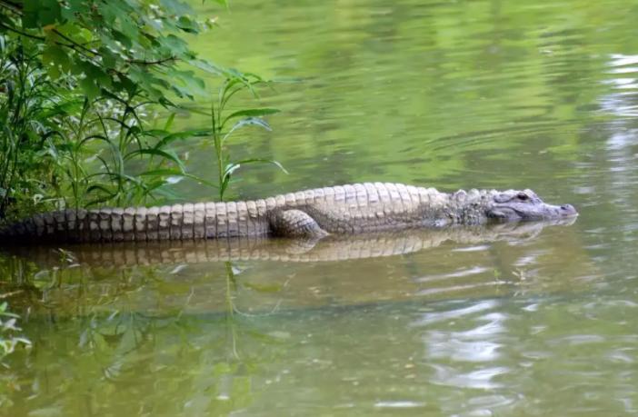蛟龙真的存在吗,真的有蛟龙这种生物吗