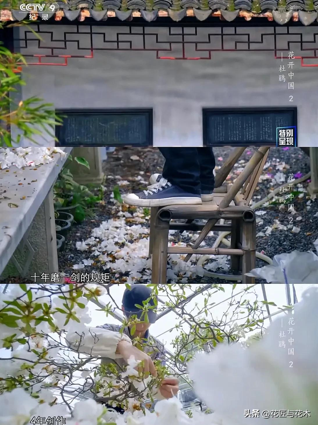 央视顶级纪录片｜万花之王，用一叶一瓣打开“世界”