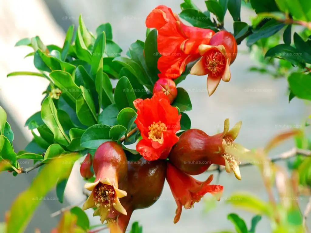 花开千叶红，无需藉春风——五月榴花，浓情似火燃，丹若照长安