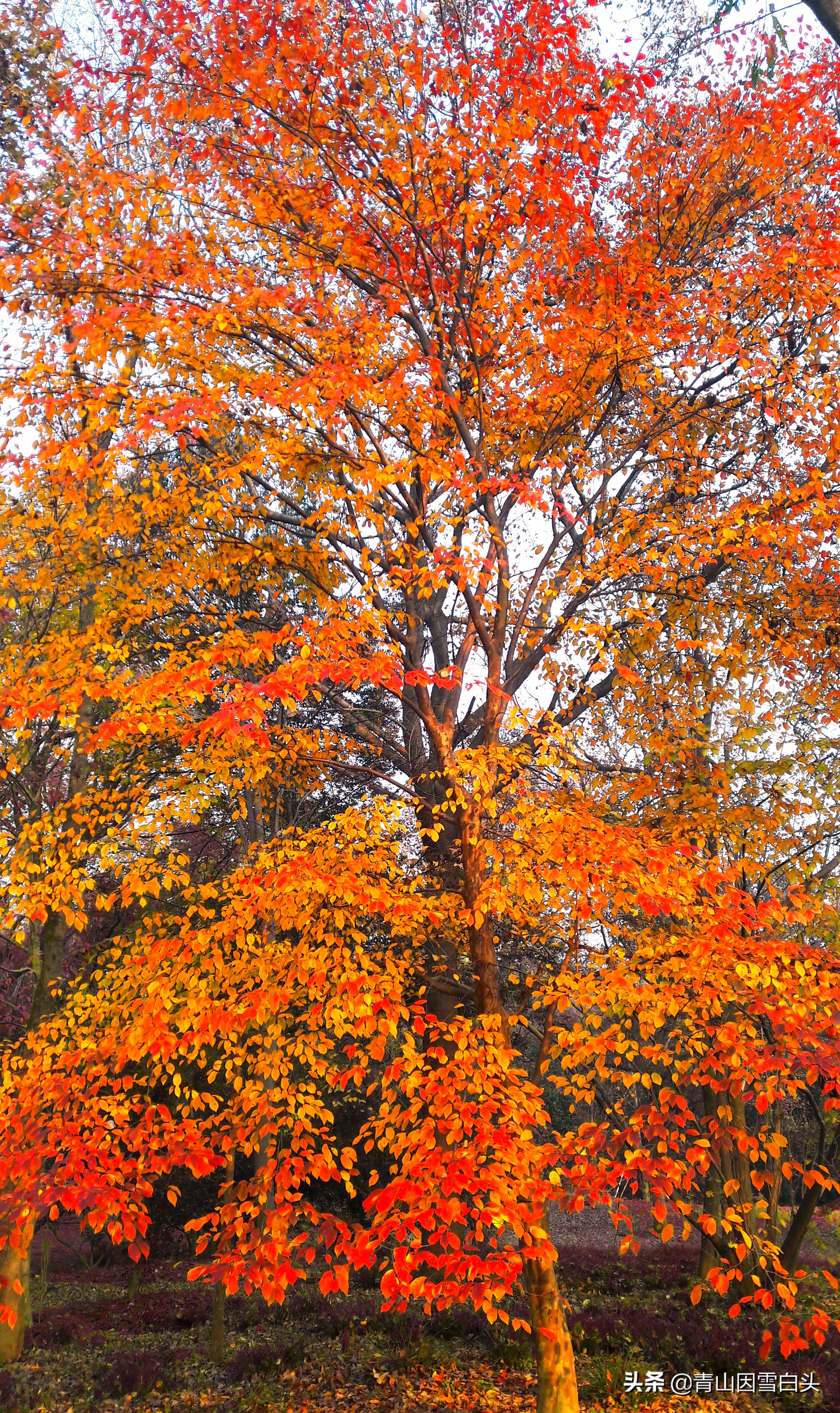 适合目前在农村创业的项目,五个适合农村创业的好项目推荐