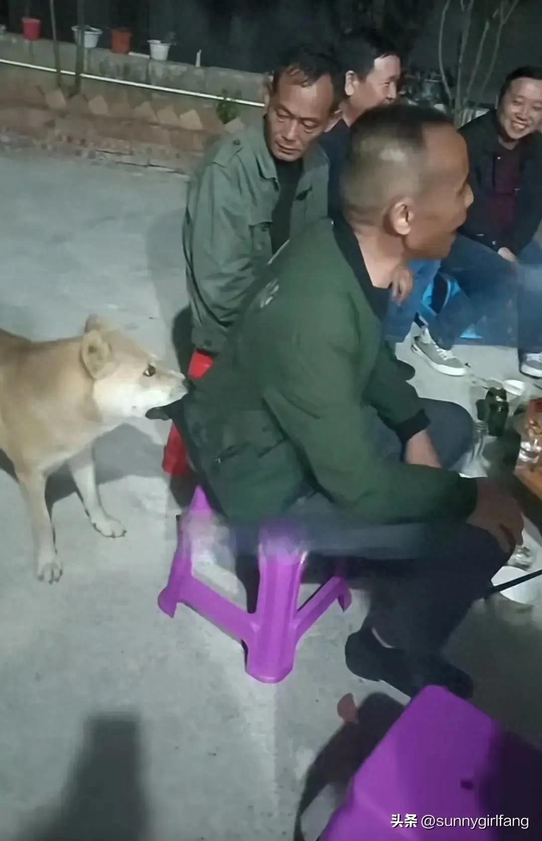 男子喝醉跟狗狗劝酒,男子喝酒时狗狗拽衣服劝其回家