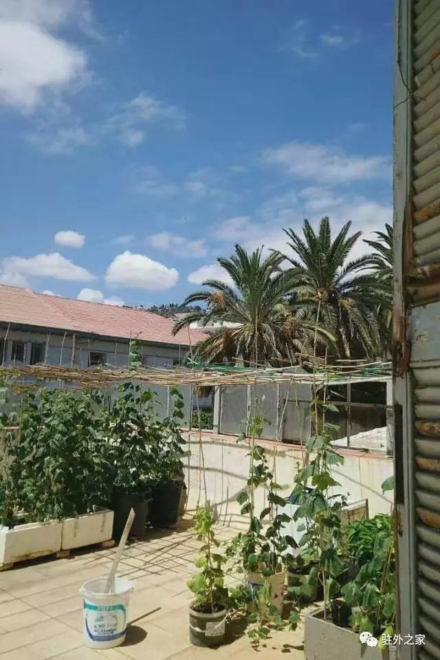 驻外人的“花花世界”——且看菜园变花园