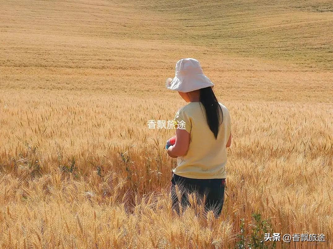 新疆伊犁州江布拉克,新疆奇台江布拉克