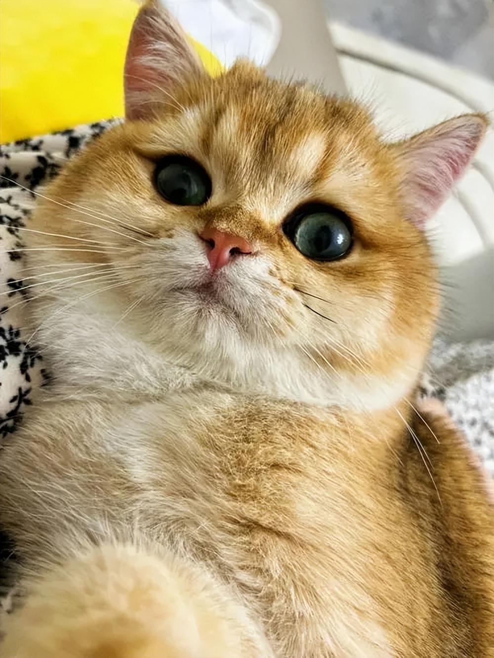 养英短猫费钱吗,养英短蓝猫靠谱吗