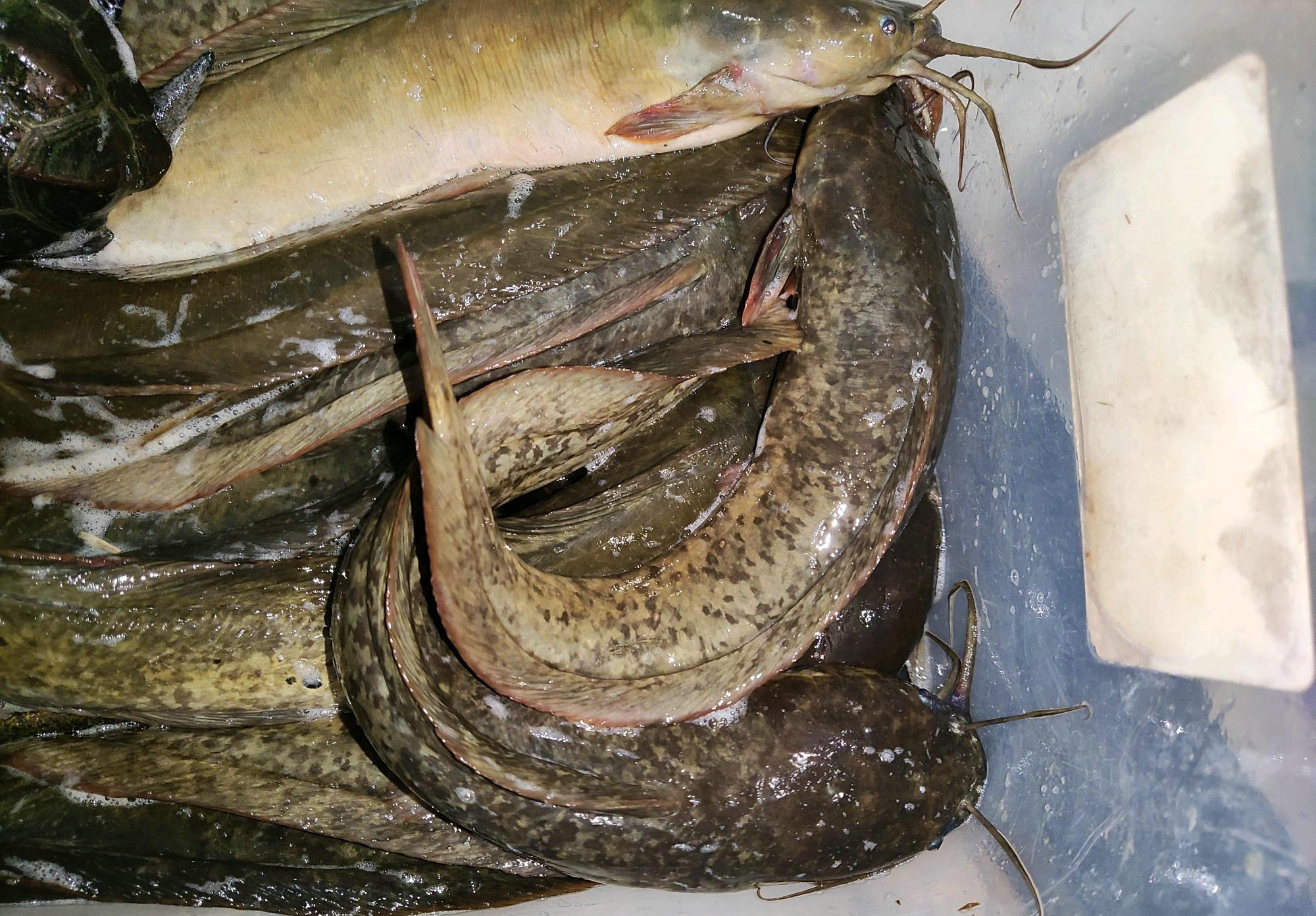 垃圾鱼钓鱼视频,垃圾塘鲺鱼