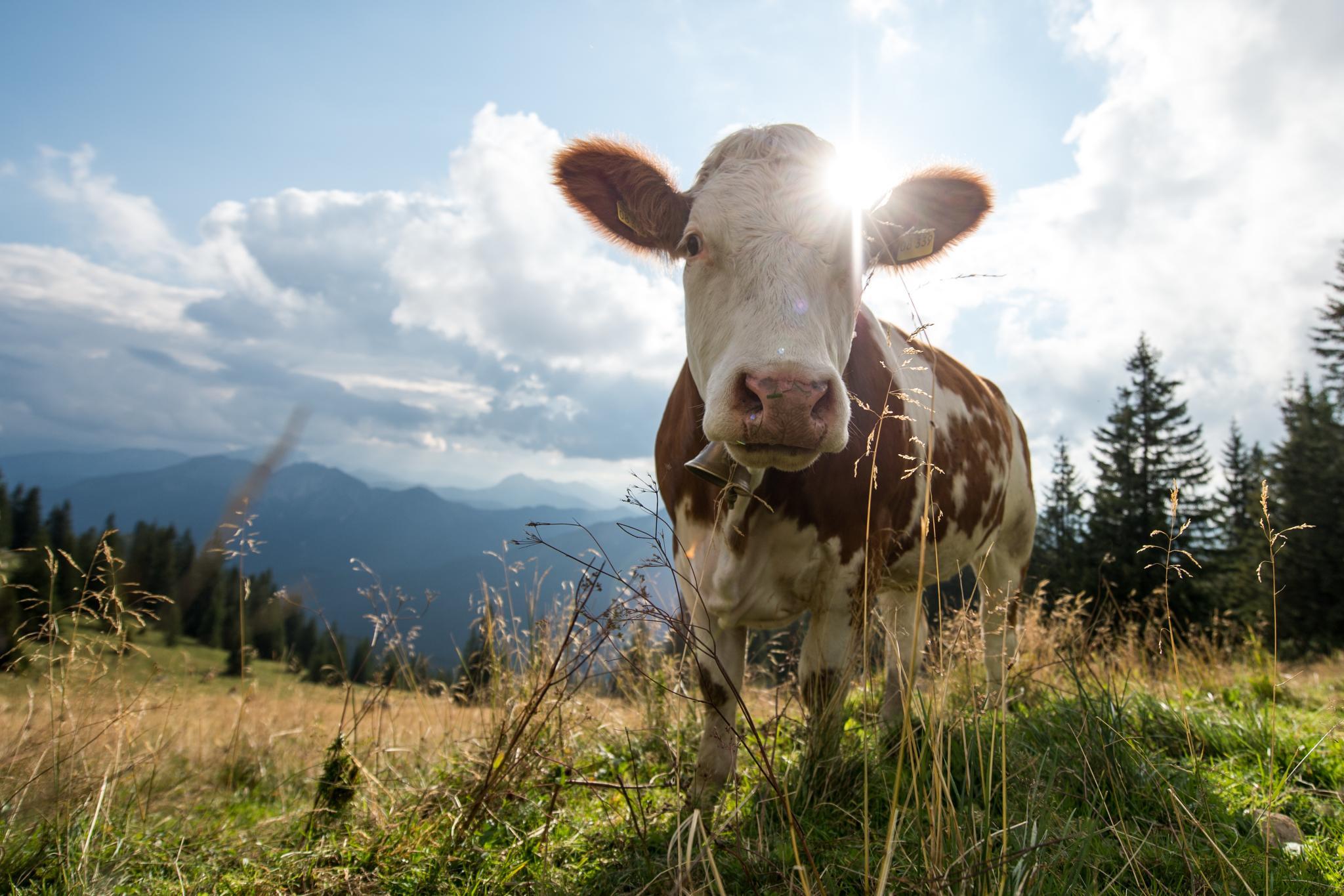 牛胃积食胀气怎么解决,牛胃积食怎么办快速解决