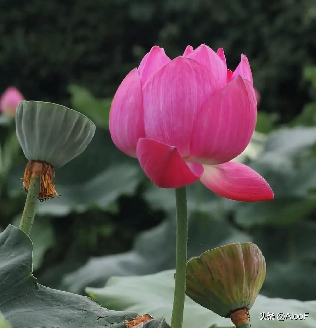 唯美的荷花壁纸,唯美荷花水墨画