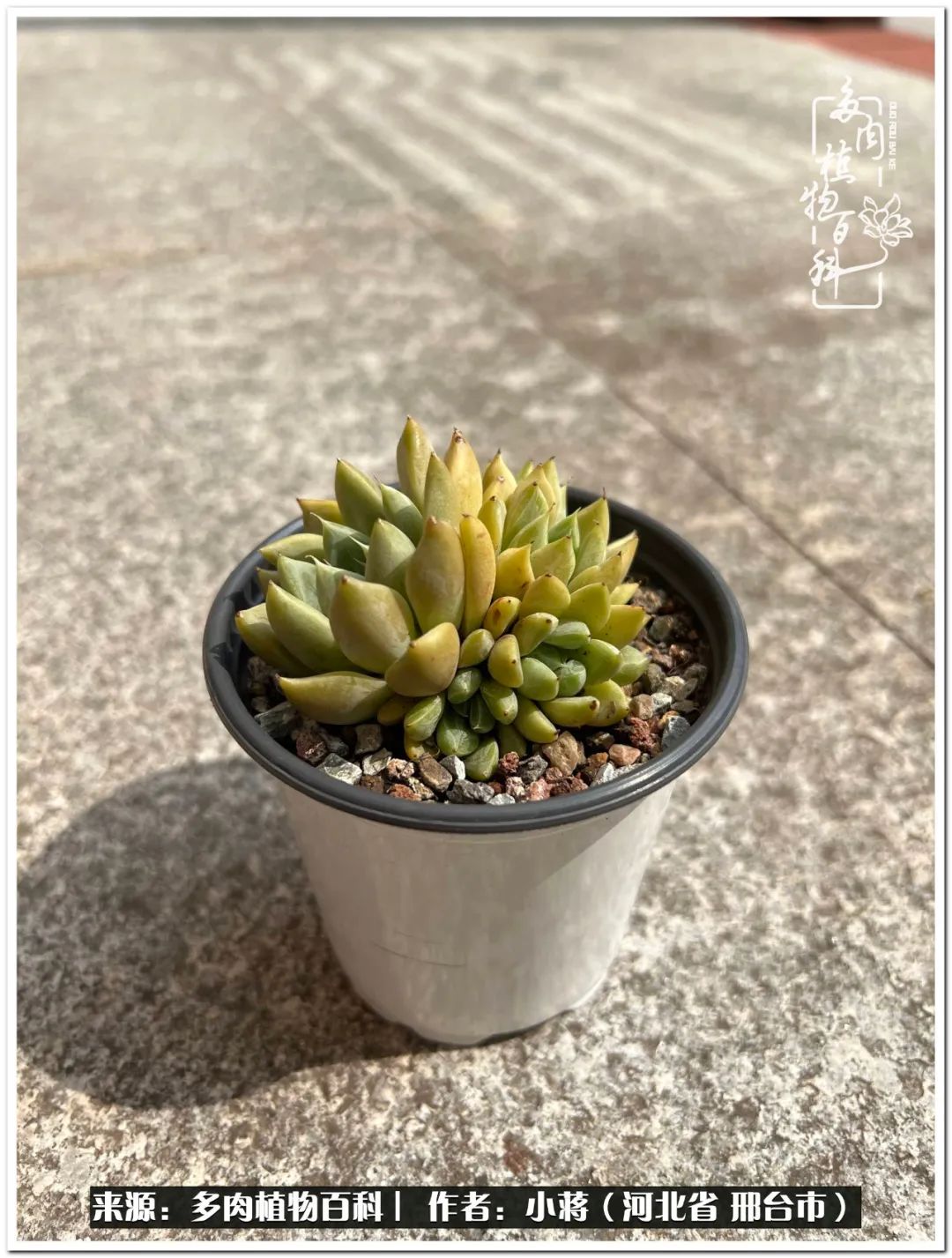 我与多肉植物之间的故事,我和多肉十二卷的故事100字