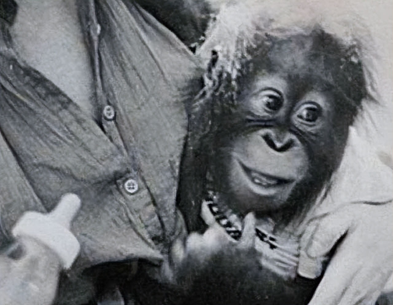 红毛猩猩被囚禁六年现状,红毛猩猩被囚禁六年