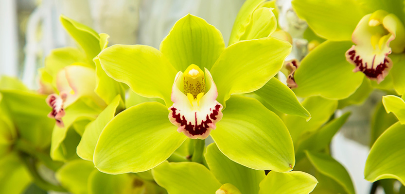 世界十大天价花卉，最贵的花多少钱