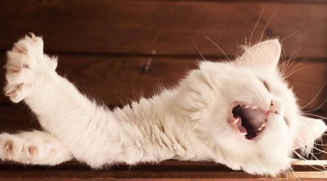 养宠物会经常被宠物抓伤,养宠物如何防护猫狗抓伤