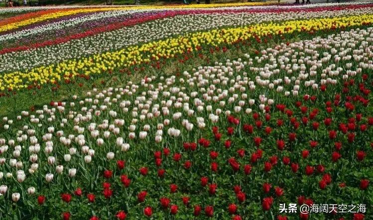 魔幻气球郁金香,魔幻郁金香