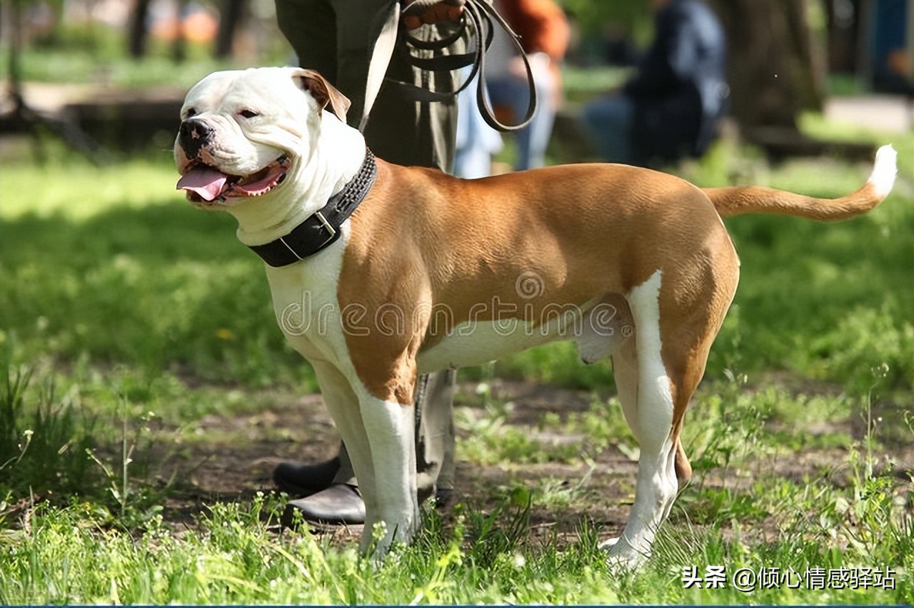 最忠心的五种狗小型犬品种,服从性最强中小型犬品种大全