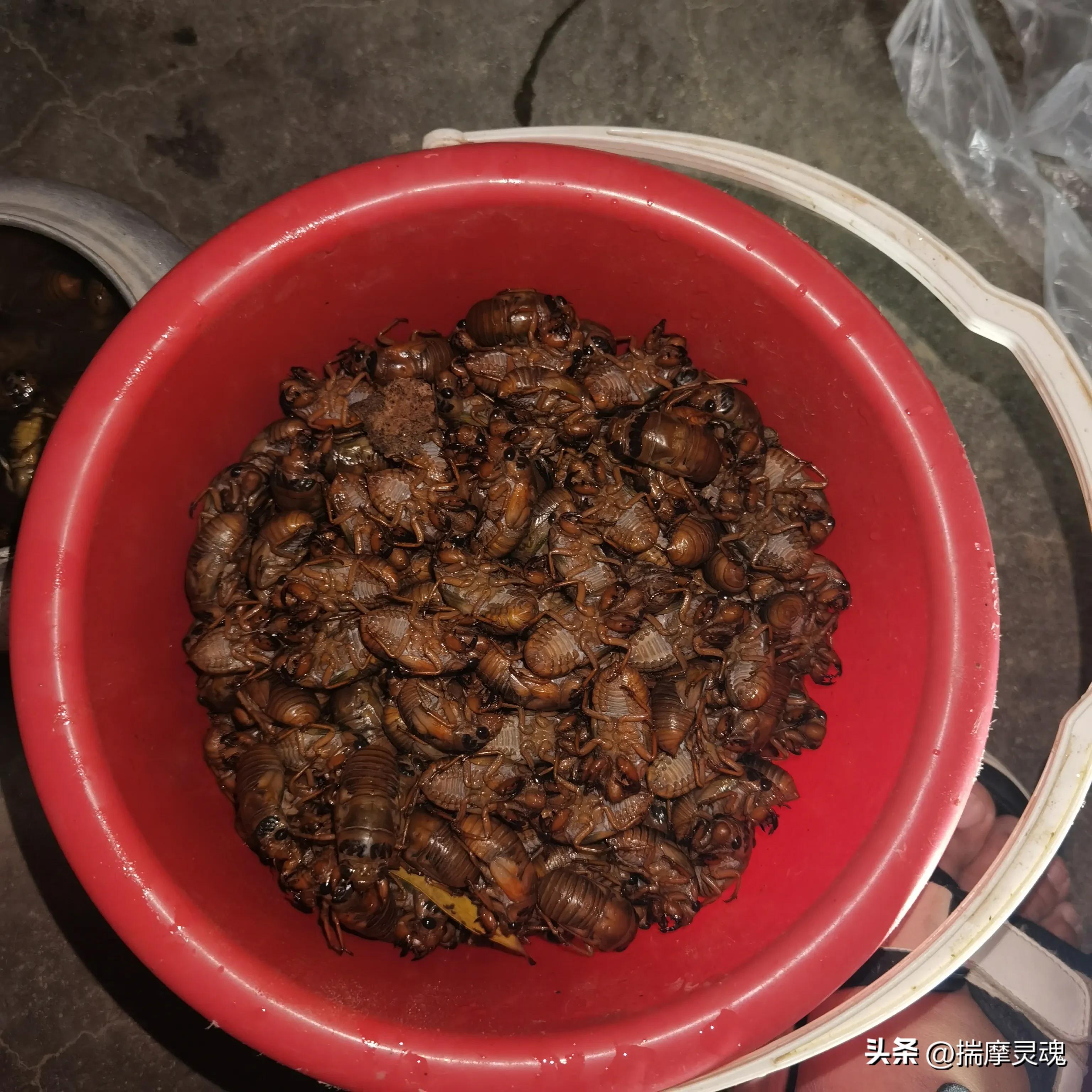 街溜子在临沂叫什么,街上耍猴子的猴子是哪里来的