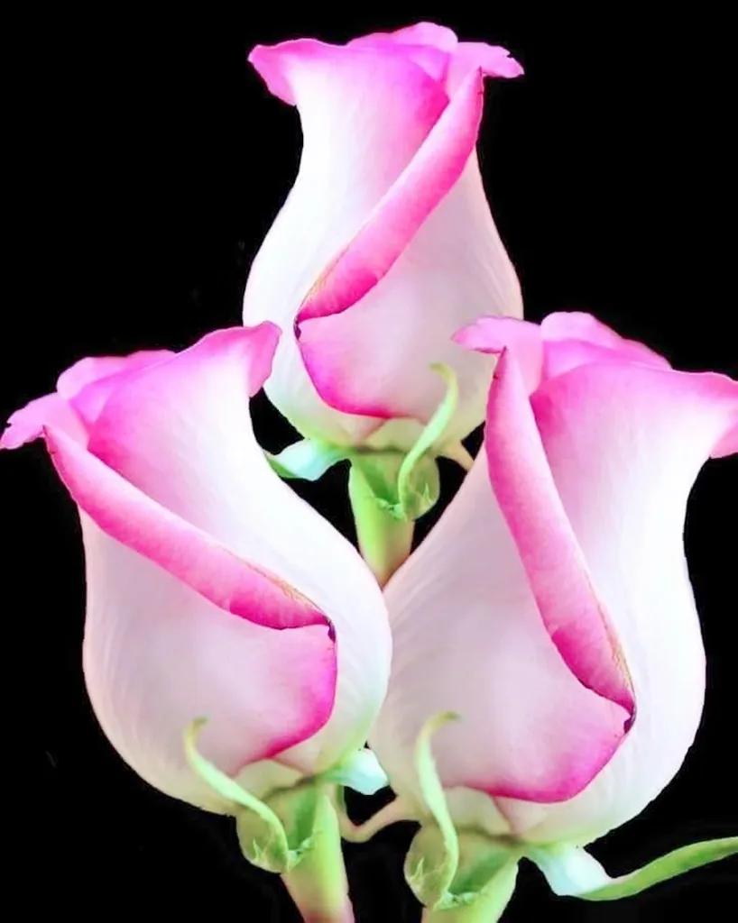 欣赏五颜六色的鲜花,五颜六色的鲜花太漂亮