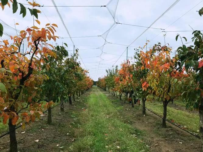 澳大利亚如何年薪百万,澳大利亚留学打工真实收入