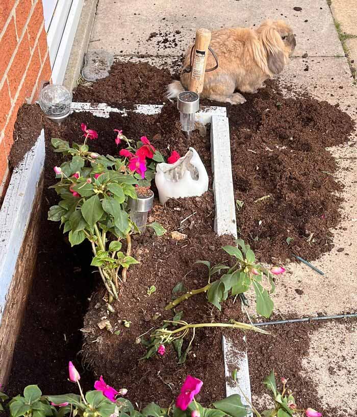 兔兔超可爱的真人照片,兔兔超可爱露脸照片