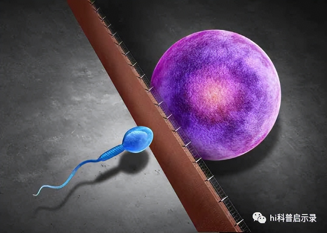 俄国鲟与中华鲟,欧洲鲟和西伯利亚鲟杂交