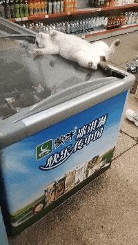 被石头划伤头有点晕,被石头磕到头流血