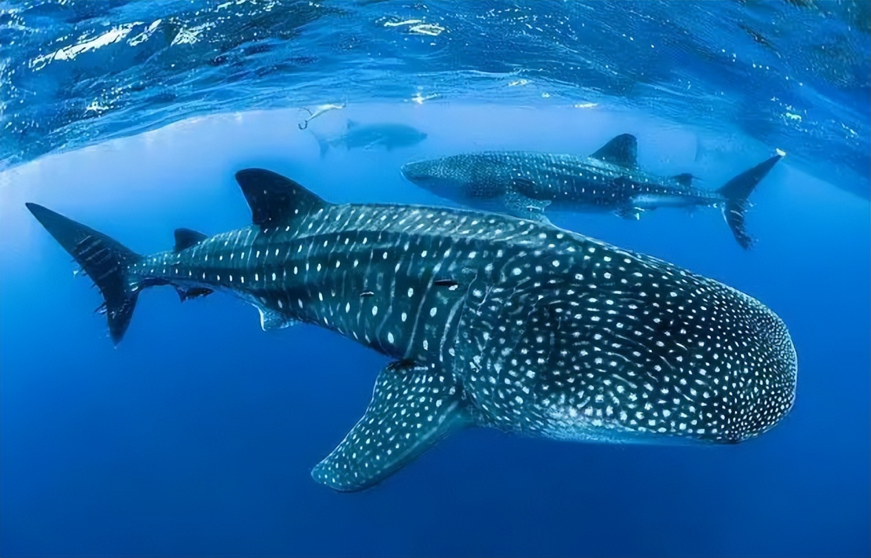 生态头条|地球上现存最大的鱼正在因与船只碰撞走向消亡？