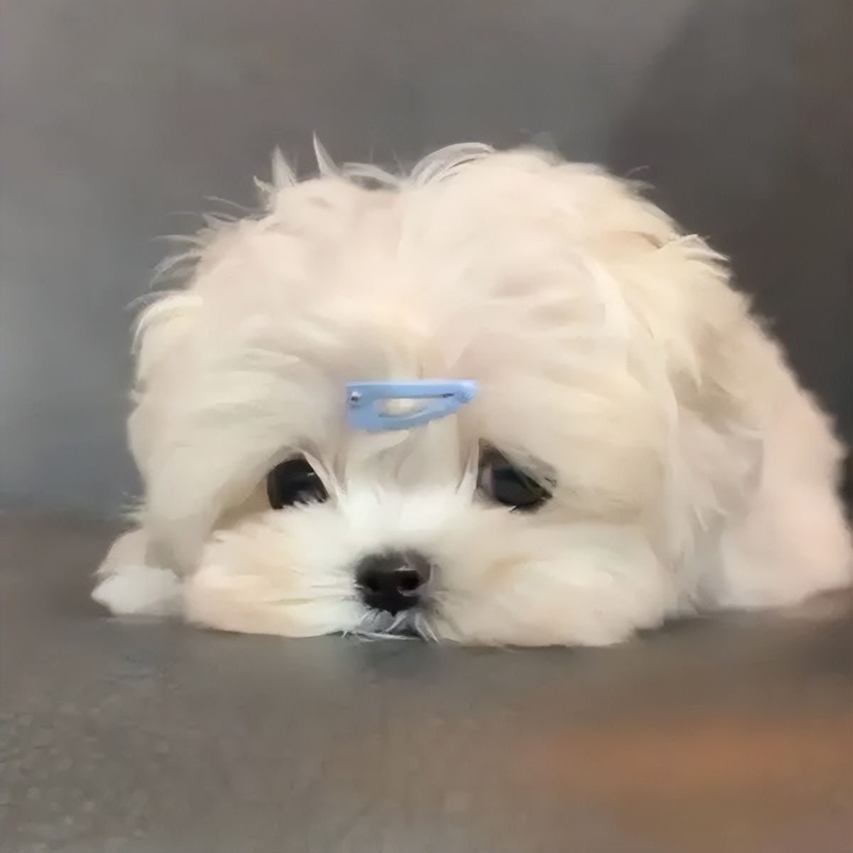 狗狗不呕吐不拉稀是细小康复了吗,狗狗可以拉稀拉血一定是细小吗