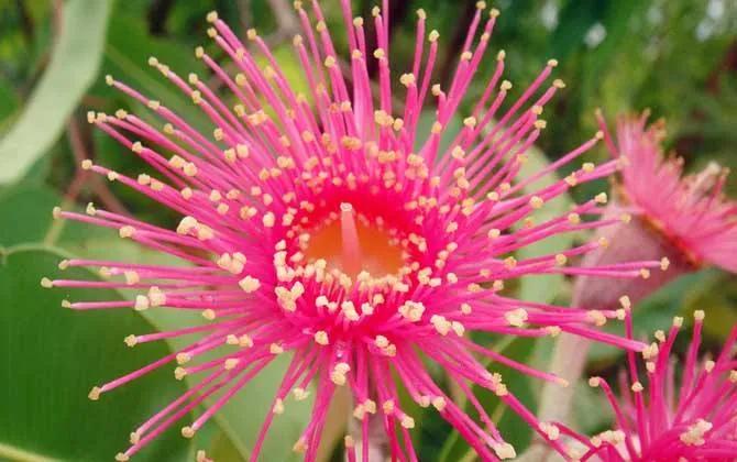 罕见漂亮的鲜花,全球最漂亮的鲜花