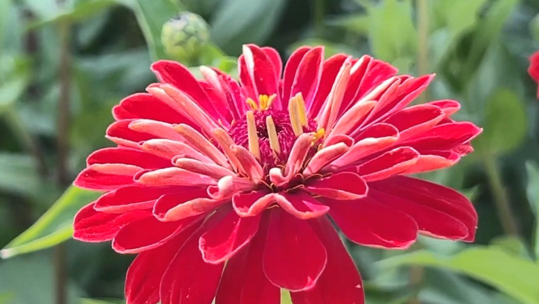 武汉随处而见的花海美景,武汉金黄花海