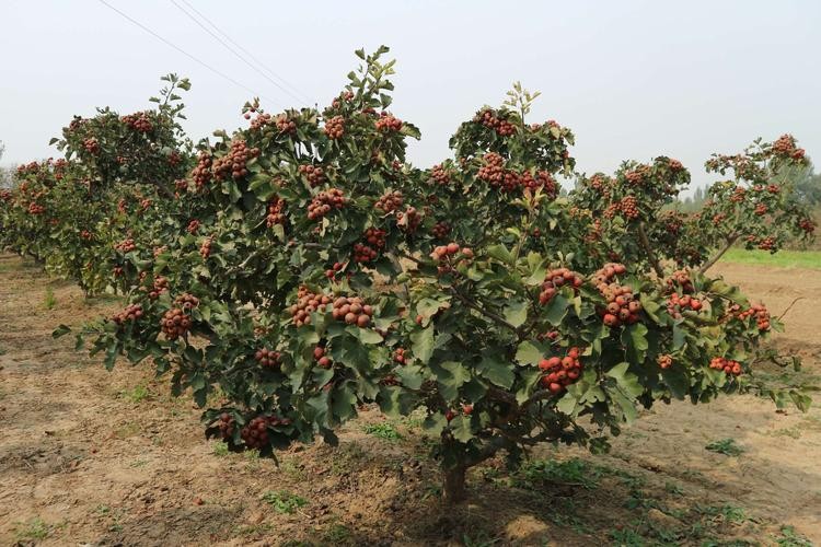 山楂树各阶段病虫害防治技术,山楂树病虫害如何防治