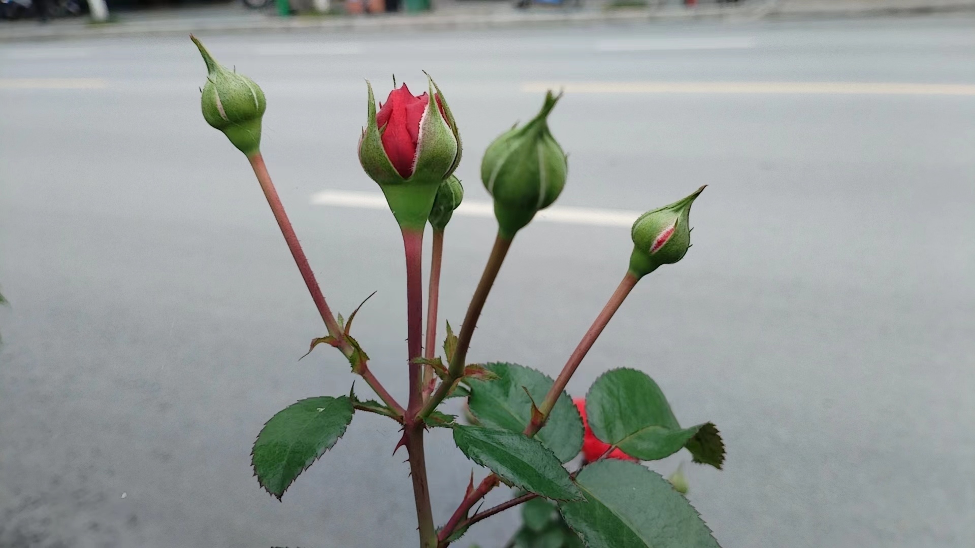 如何当好教研组长幼儿园,如何当好教研组长心得