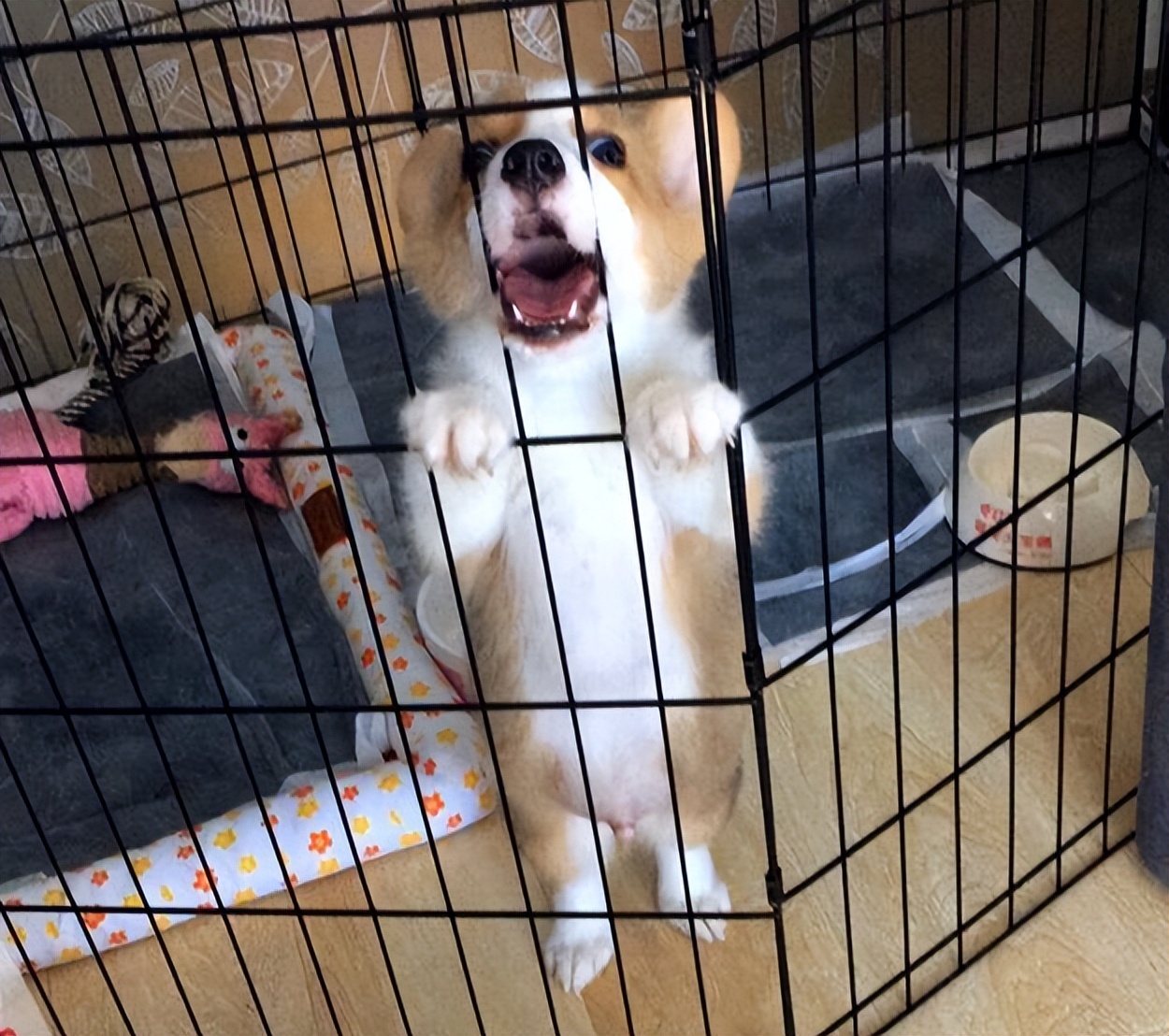 新狗到家会叫多久,狗到家第一天一直叫