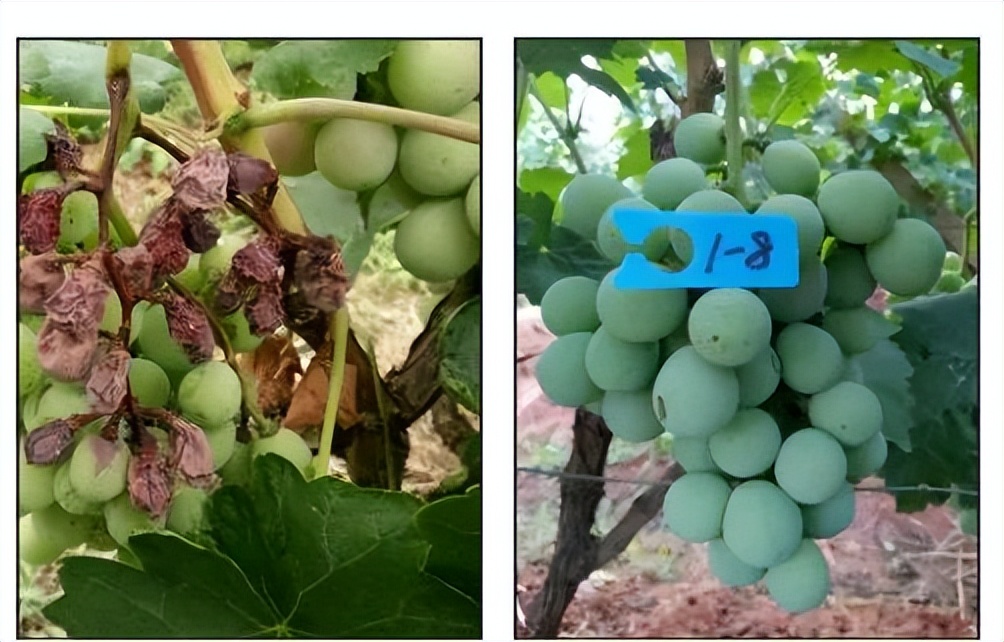 怎样让葡萄没有硬核期,葡萄硬核期要施肥