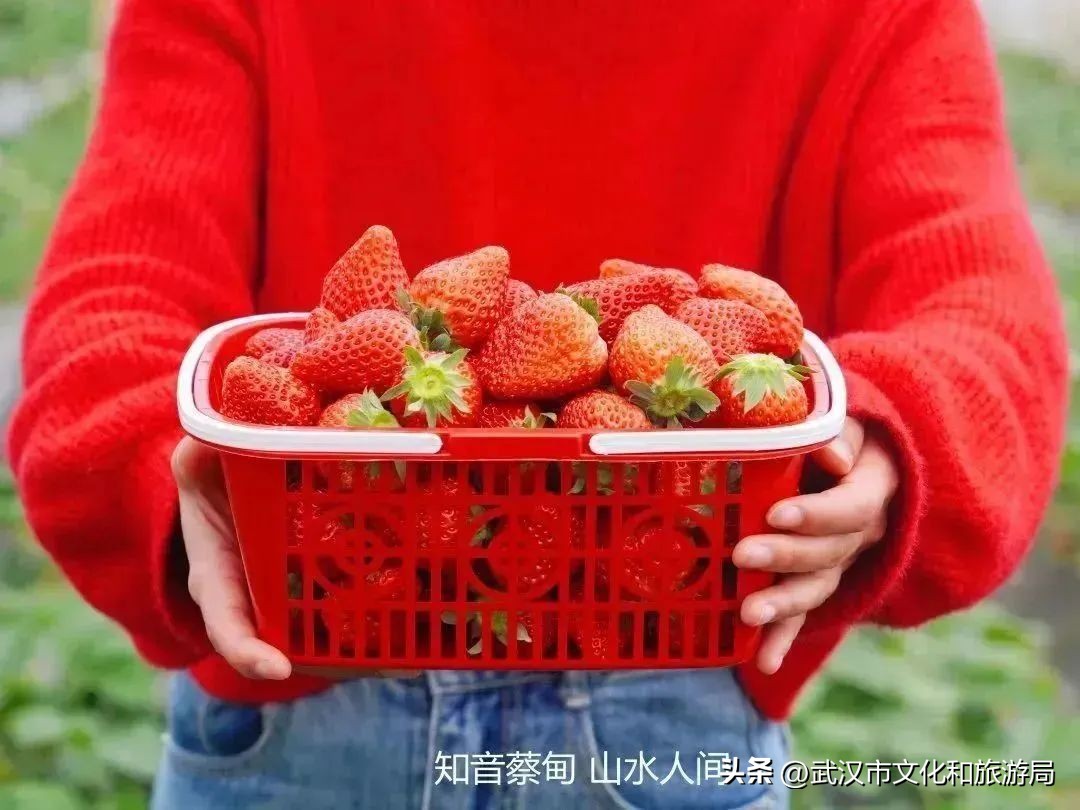 又红又大的草莓欢迎采摘,最近的草莓采摘在哪里