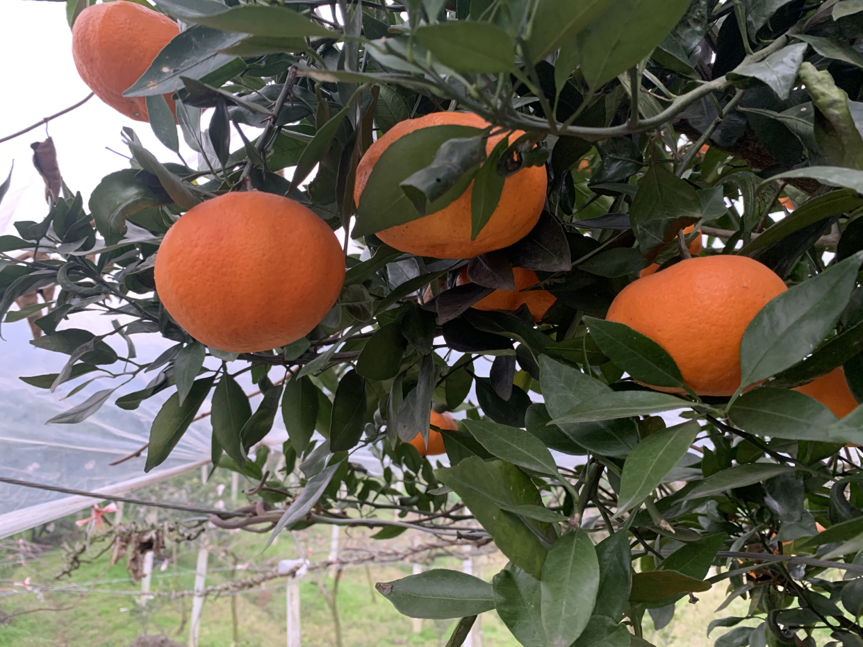 2017年最有前景柑橘是哪个品种,目前柑橘在市场什么品种最好