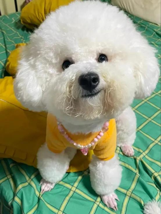 养狗日常护理攻略,萨摩耶新手养狗指南