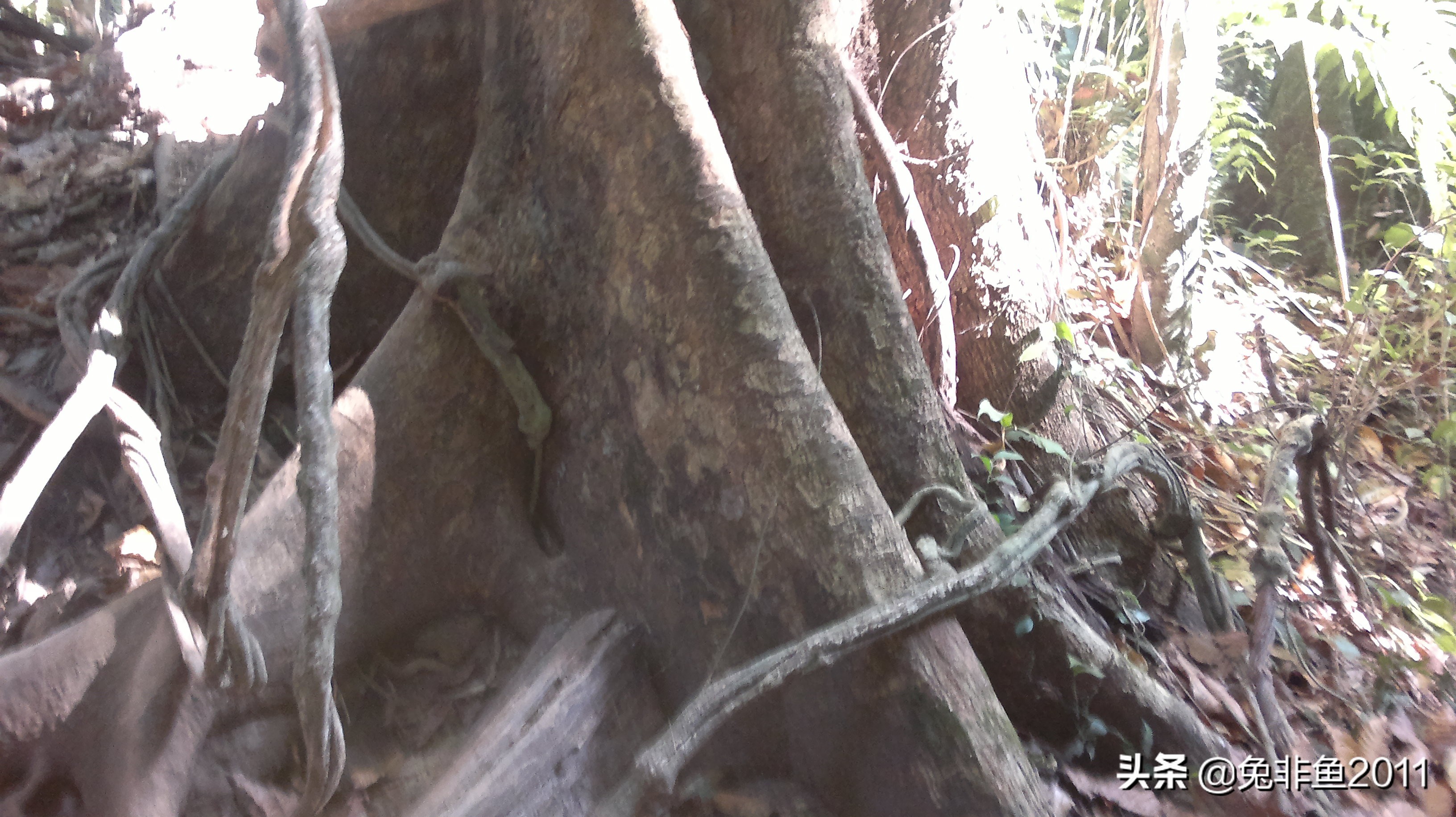 云南腾冲滇峰之旅,云南瑞丽中缅边境一日游